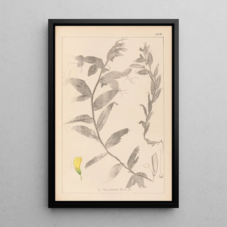 Herbier de la flore française Pl0498 - Louis Antoine Cusin — framed artwork on a wall