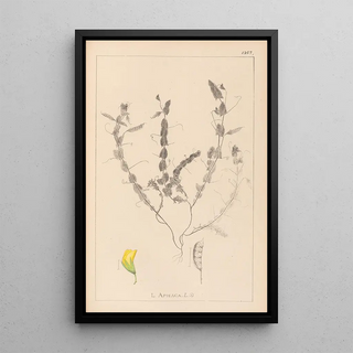 Herbier de la flore française Pl0499 - Louis Antoine Cusin — framed artwork on a wall