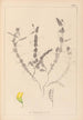 Herbier de la flore française Pl0499 - Louis Antoine Cusin — artwork view