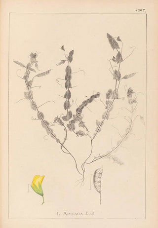 Herbier de la flore française Pl0499 - Louis Antoine Cusin — artwork view