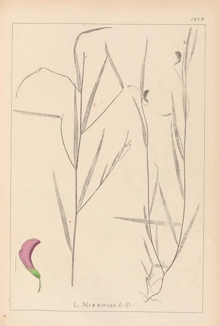 Herbier de la flore française Pl0500 - Louis Antoine Cusin — artwork view