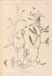 Herbier de la flore française Pl0501 - Louis Antoine Cusin — artwork view