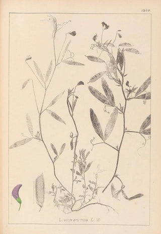 Herbier de la flore française Pl0501 - Louis Antoine Cusin — artwork view