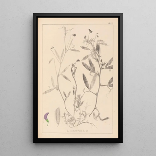 Herbier de la flore française Pl0501 - Louis Antoine Cusin — framed artwork on a wall