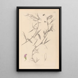 Herbier de la flore française Pl0502 - Louis Antoine Cusin — framed artwork on a wall