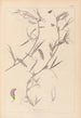 Herbier de la flore française Pl0502 - Louis Antoine Cusin — artwork view