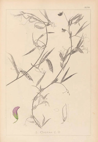 Herbier de la flore française Pl0502 - Louis Antoine Cusin — artwork view