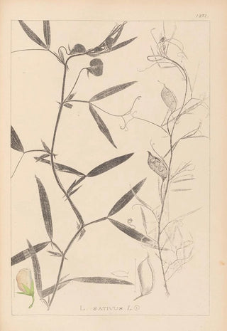 Herbier de la flore française Pl0503 - Louis Antoine Cusin — artwork view