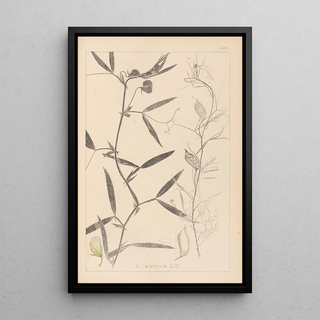 Herbier de la flore française Pl0503 - Louis Antoine Cusin — framed artwork on a wall