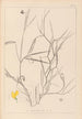Herbier de la flore française Pl0504 - Louis Antoine Cusin — artwork view