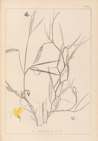 Herbier de la flore française Pl0504 - Louis Antoine Cusin — artwork view