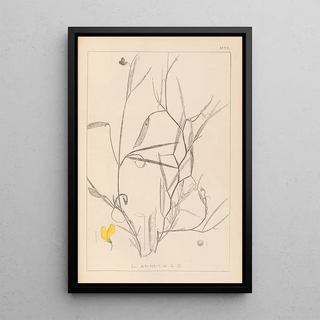 Herbier de la flore française Pl0504 - Louis Antoine Cusin — framed artwork on a wall