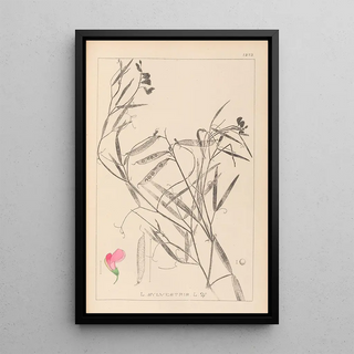 Herbier de la flore française Pl0505 - Louis Antoine Cusin — framed artwork on a wall