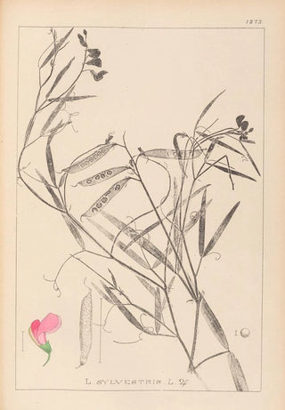 Herbier de la flore française Pl0505 - Louis Antoine Cusin — artwork view