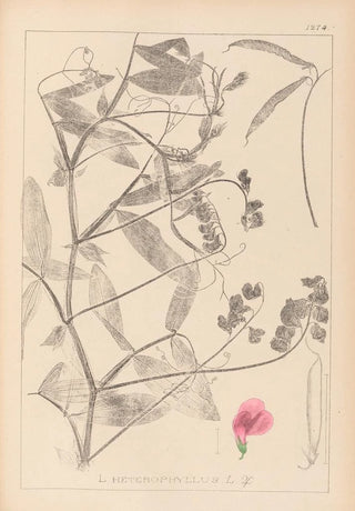 Herbier de la flore française Pl0506 - Louis Antoine Cusin — artwork view