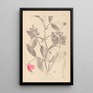 Herbier de la flore française Pl0507 - Louis Antoine Cusin — framed artwork on a wall