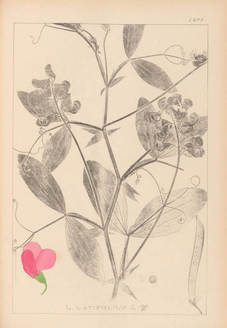 Herbier de la flore française Pl0507 - Louis Antoine Cusin — artwork view