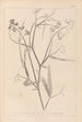 Herbier de la flore française Pl0508 - Louis Antoine Cusin — artwork view