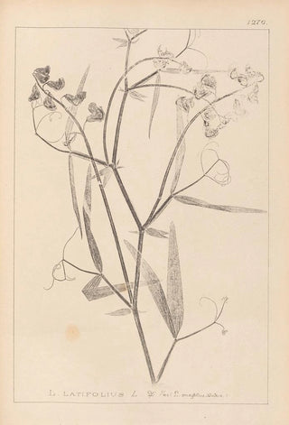 Herbier de la flore française Pl0508 - Louis Antoine Cusin — artwork view