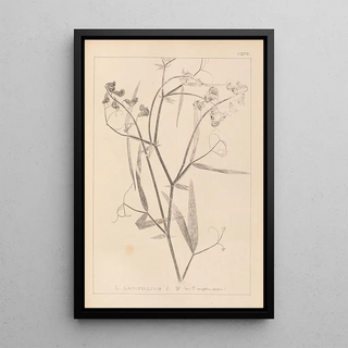 Herbier de la flore française Pl0508 - Louis Antoine Cusin — framed artwork on a wall