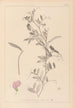 Herbier de la flore française Pl0509 - Louis Antoine Cusin — artwork view