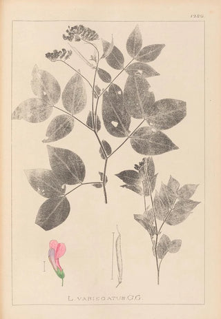 Herbier de la flore française Pl0512 - Louis Antoine Cusin — artwork view