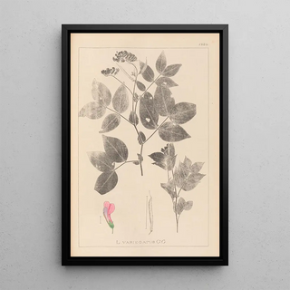 Herbier de la flore française Pl0512 - Louis Antoine Cusin — framed artwork on a wall