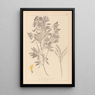 Herbier de la flore française Pl0513 - Louis Antoine Cusin — framed artwork on a wall