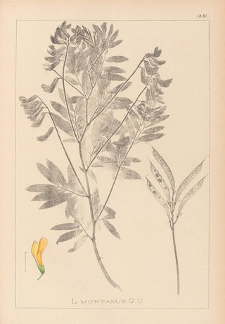 Herbier de la flore française Pl0513 - Louis Antoine Cusin — artwork view