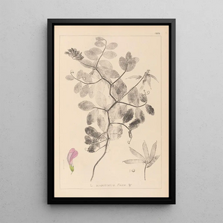 Herbier de la flore française Pl0514 - Louis Antoine Cusin — framed artwork on a wall