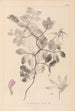 Herbier de la flore française Pl0514 - Louis Antoine Cusin — artwork view