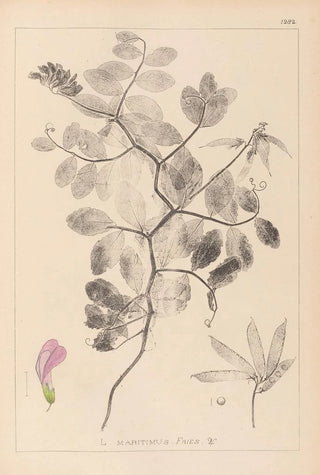 Herbier de la flore française Pl0514 - Louis Antoine Cusin — artwork view