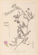 French flora herbarium painting Pl0515 - Louis Antoine Cusin — artwork view