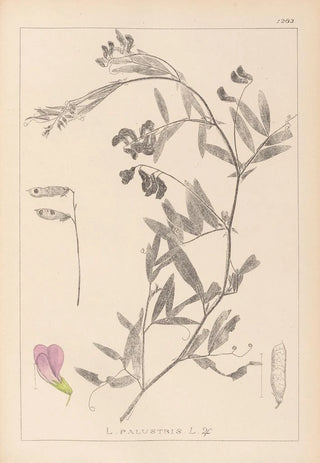 French flora herbarium painting Pl0515 - Louis Antoine Cusin — artwork view