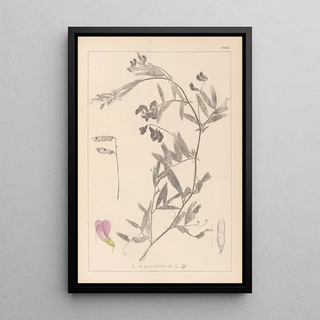 French flora herbarium painting Pl0515 - Louis Antoine Cusin — framed artwork on a wall