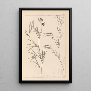 Herbier de la flore française Pl0516 - Louis Antoine Cusin — framed artwork on a wall