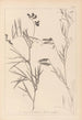 Herbier de la flore française Pl0516 - Louis Antoine Cusin — artwork view