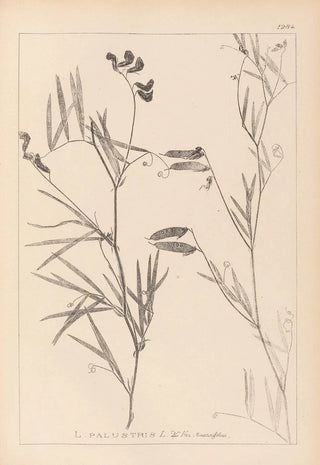Herbier de la flore française Pl0516 - Louis Antoine Cusin — artwork view