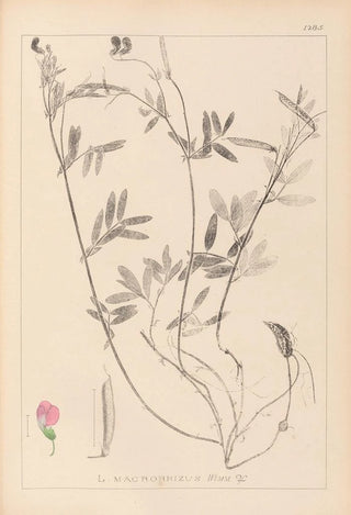 Herbier de la flore française Pl0517 - Louis Antoine Cusin — artwork view