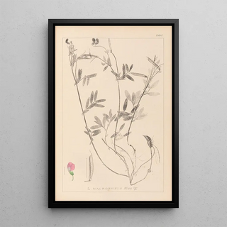 Herbier de la flore française Pl0517 - Louis Antoine Cusin — framed artwork on a wall