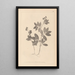 Herbier de la flore française Pl0518 - Louis Antoine Cusin — framed artwork on a wall