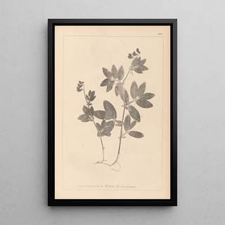 Herbier de la flore française Pl0518 - Louis Antoine Cusin — framed artwork on a wall
