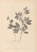Herbier de la flore française Pl0518 - Louis Antoine Cusin — artwork view