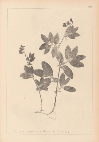 Herbier de la flore française Pl0518 - Louis Antoine Cusin — artwork view