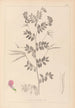 Herbier de la flore française Pl0519 - Louis Antoine Cusin — artwork view