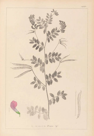 Herbier de la flore française Pl0519 - Louis Antoine Cusin — artwork view