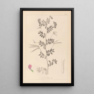 Herbier de la flore française Pl0519 - Louis Antoine Cusin — framed artwork on a wall