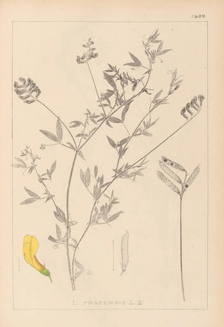 Herbier de la flore française Pl0520 - Louis Antoine Cusin — artwork view