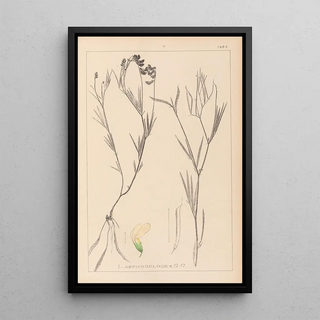 Herbier de la flore française Pl0521 - Louis Antoine Cusin — framed artwork on a wall