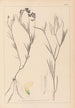 Herbier de la flore française Pl0521 - Louis Antoine Cusin — artwork view